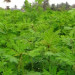 HEDGE LUCERNE - Velimasal  (Desmanthus virgatus)